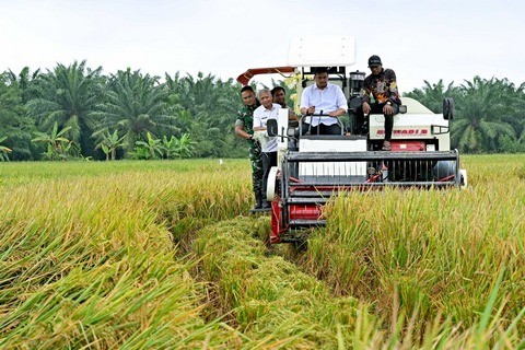 panen.jpg